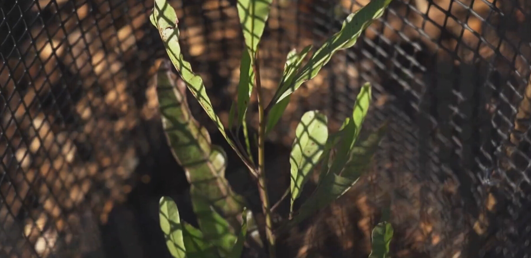 The Good News Project 2025